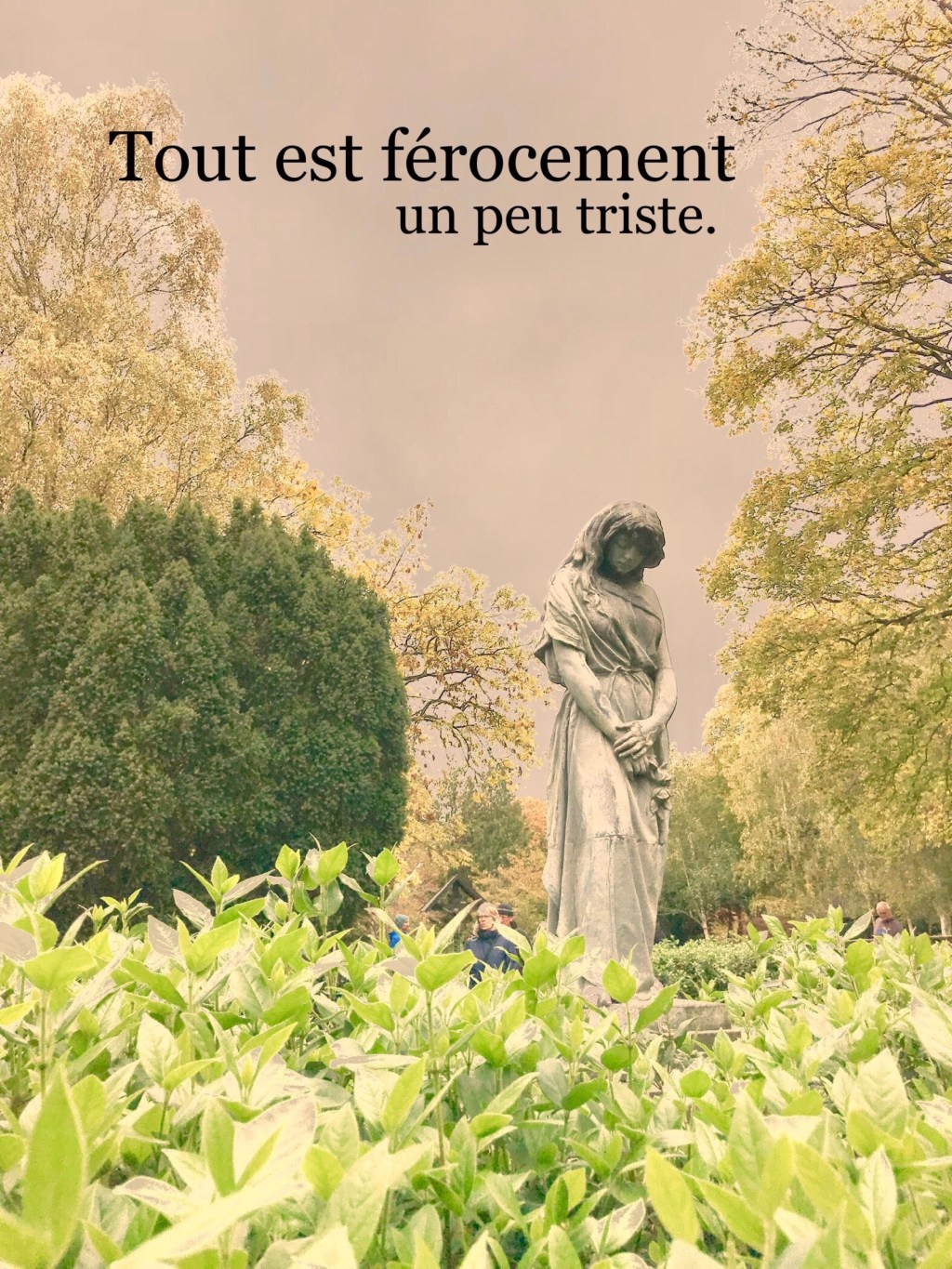 Lecture : Le petit&nbsp;sapin