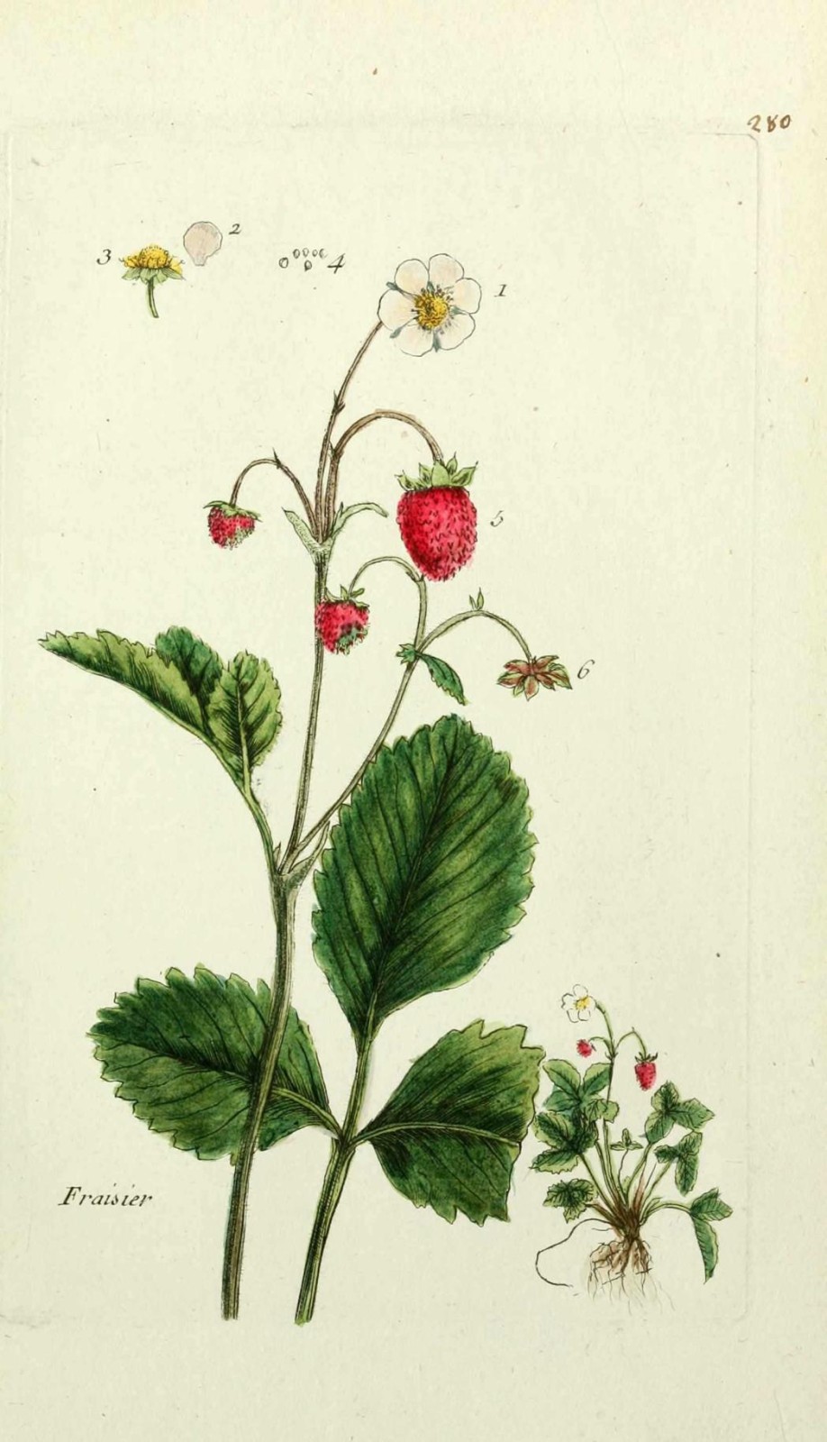 Les fraisiers sauvages