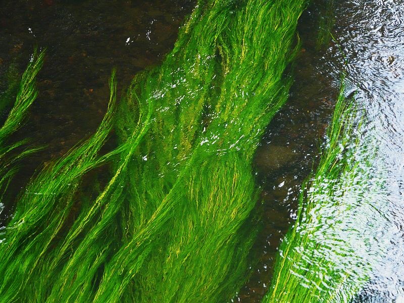 Je ne sais pas si tu vas voir&nbsp;(chanson)